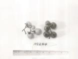 Click for 1 image(s) for this accession. FRUIT